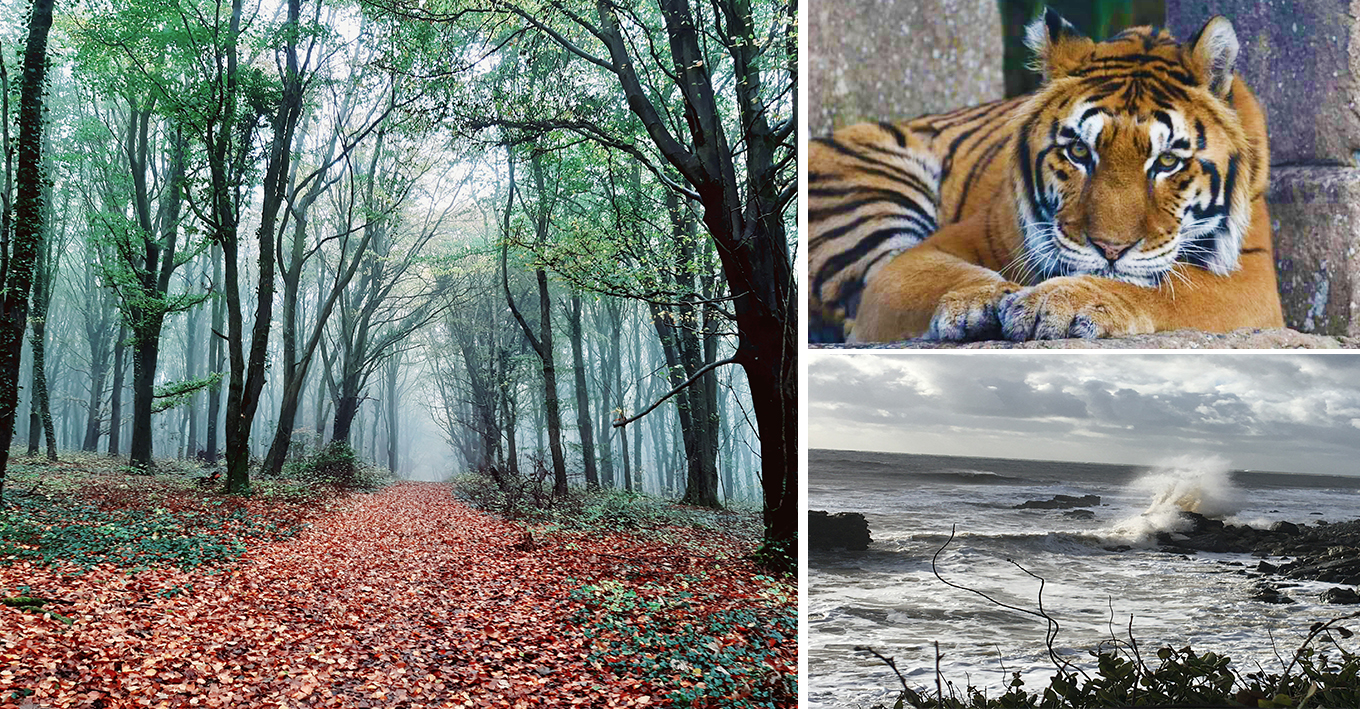 READERS GALLERY: 6TH NOVEMBER 2020