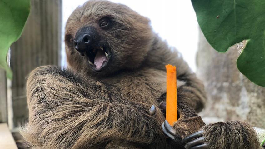 SAVE OUR ZOO! FUTURE OF AMAZON WORLD AT RISK AND THEY MAY NOT MAKE IT TO EASTER