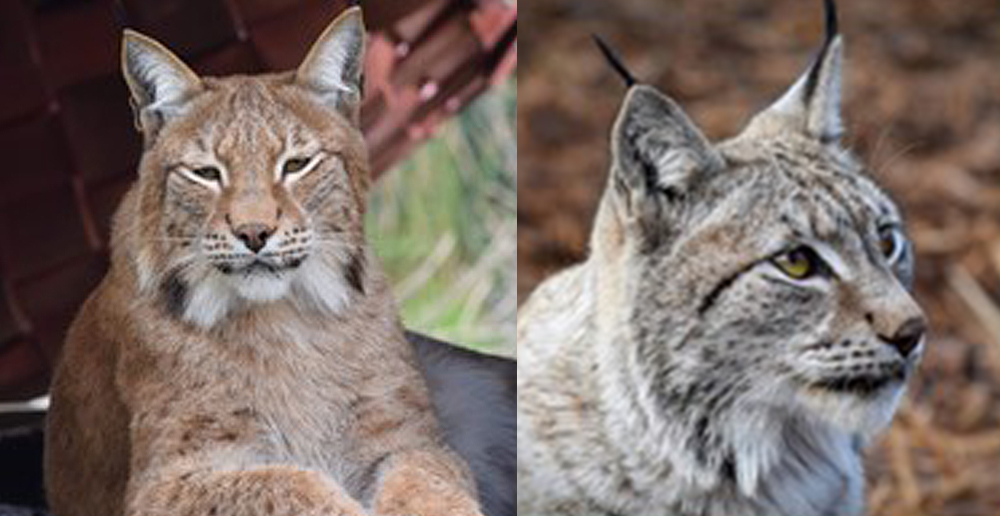 LYNX FAMILY ARRIVAL A FIRST FOR THE ISLE OF WIGHT ZOO