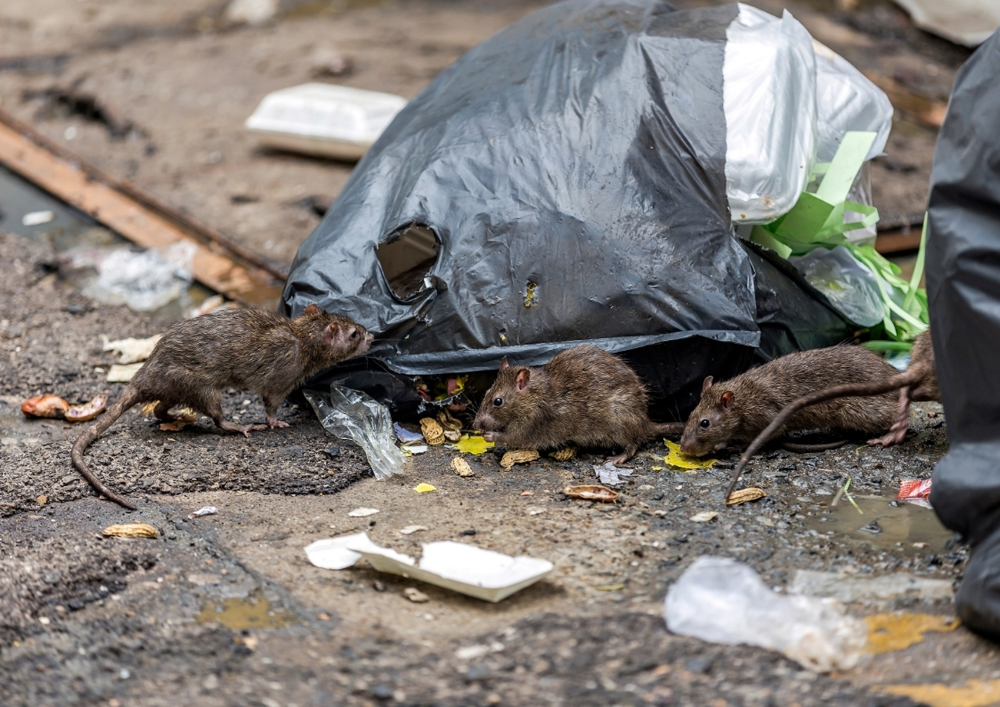 RATS ON THE RISE ACROSS THE ISLE OF WIGHT THIS WINTER?