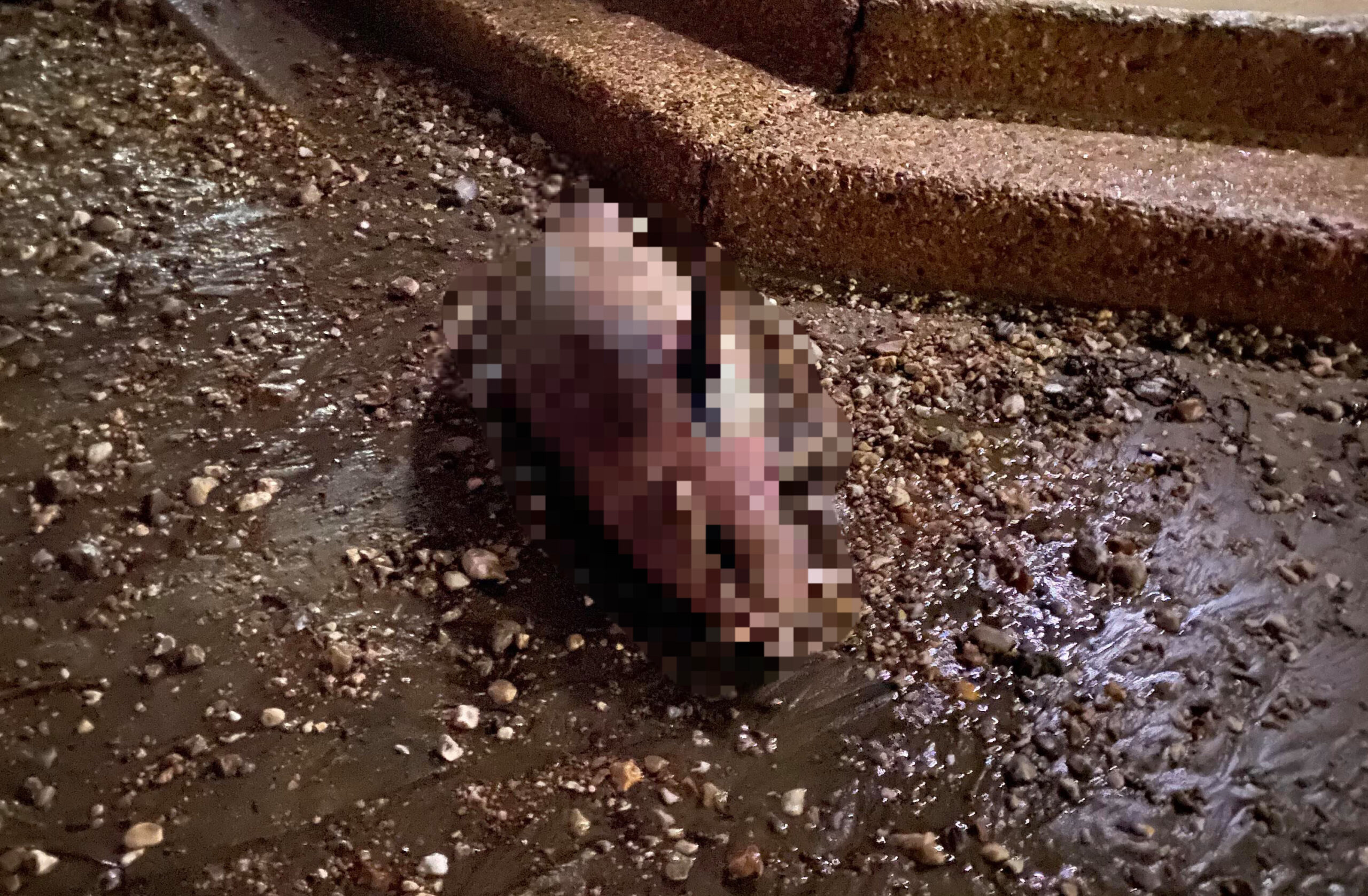 DEAD DOLPHIN FOUND WASHED UP AT SANDOWN