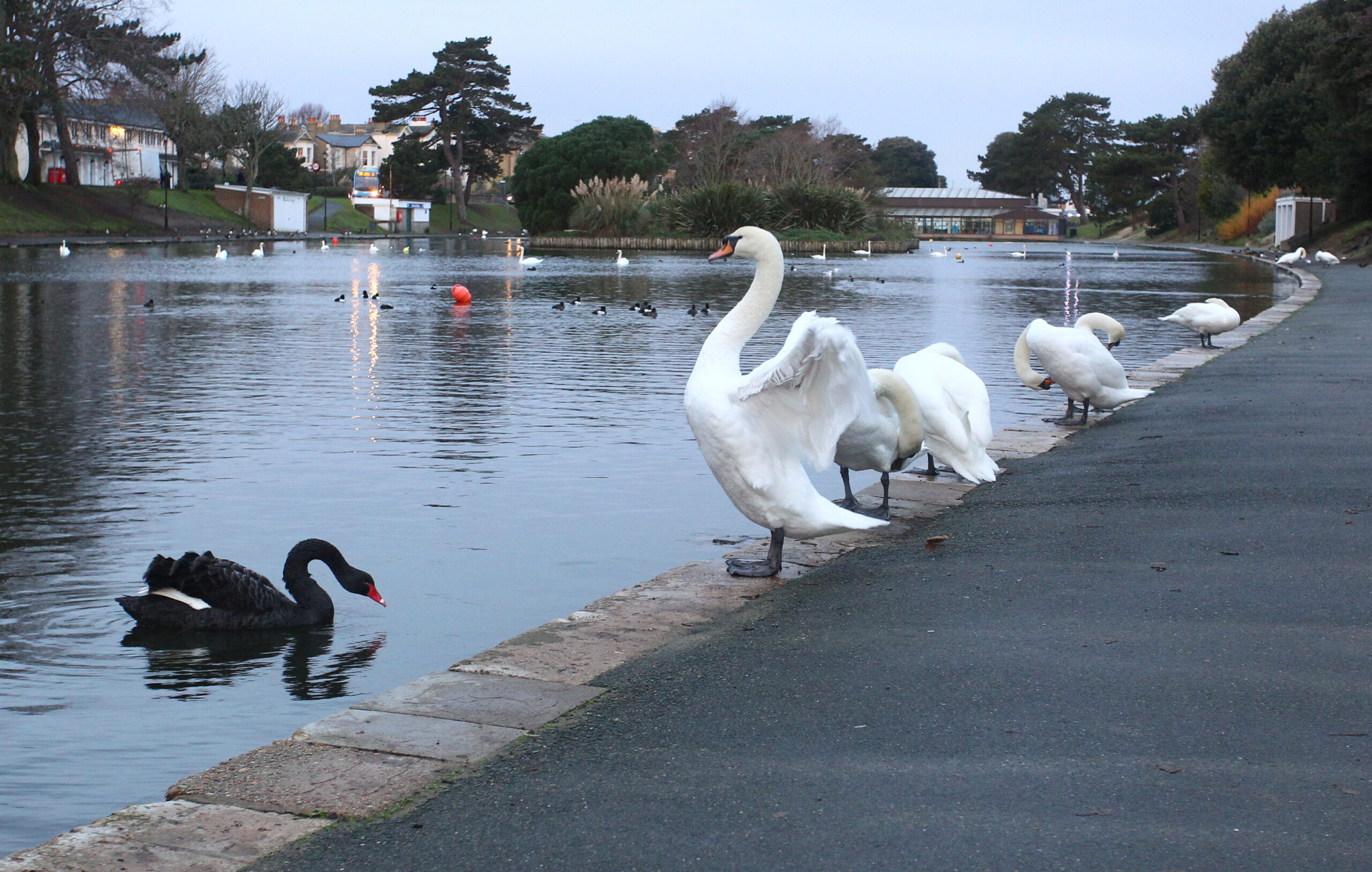 BIRD FLU FEARS AFTER 7 SWANS FOUND DEAD AT RYDE CANOE LAKE