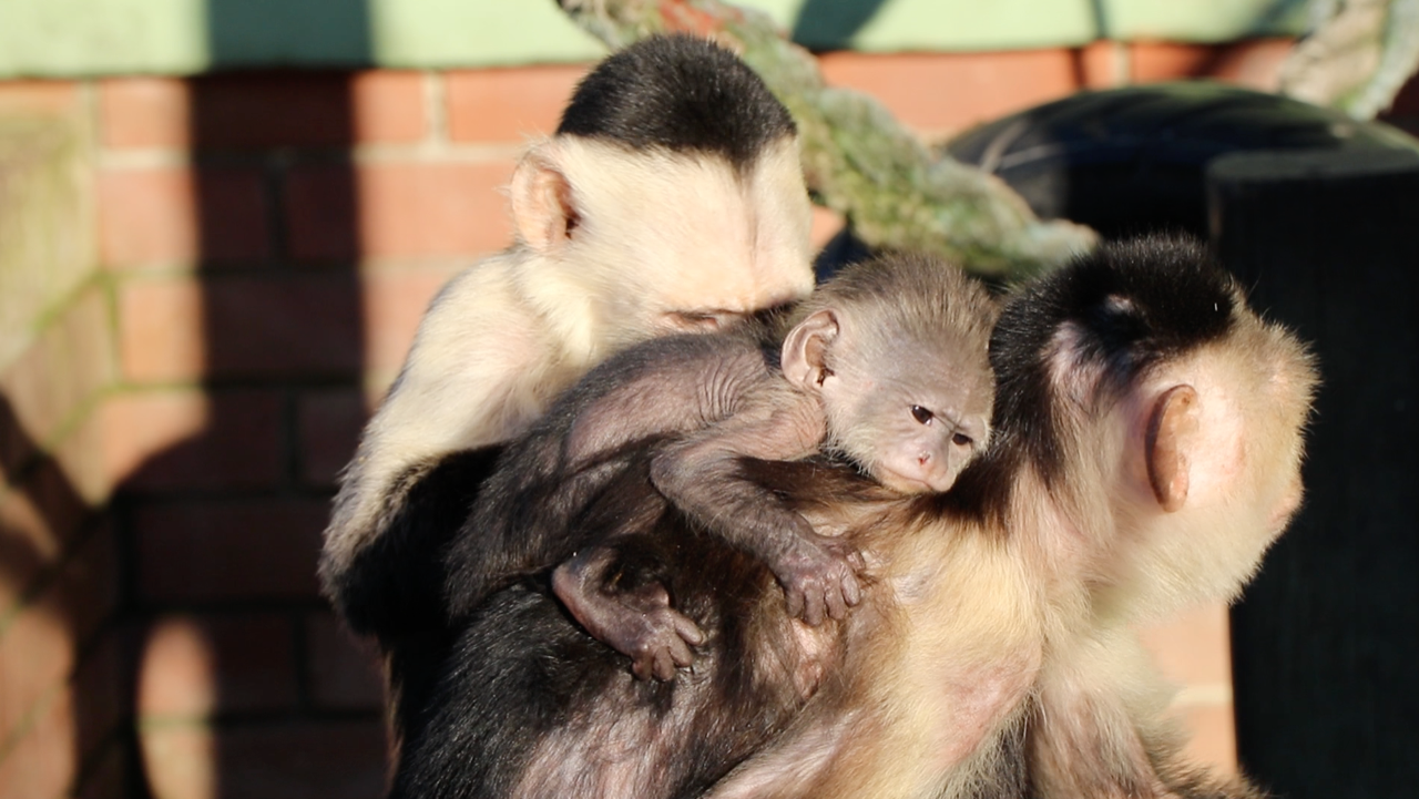 MONKEY HAVEN WELCOME THE CUTEST CAPUCHIN YOU’VE EVER SEEN