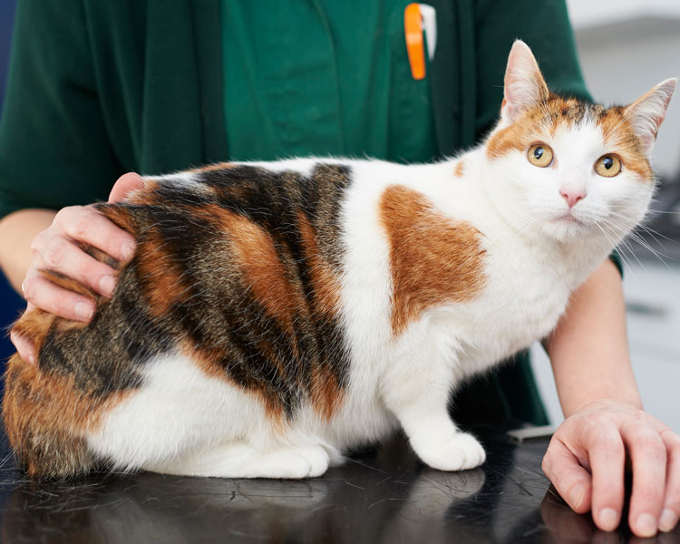 ISLAND’S FIRST DEDICATED EMERGENCY VET SERVICE TO LAUNCH IN THE NEW YEAR