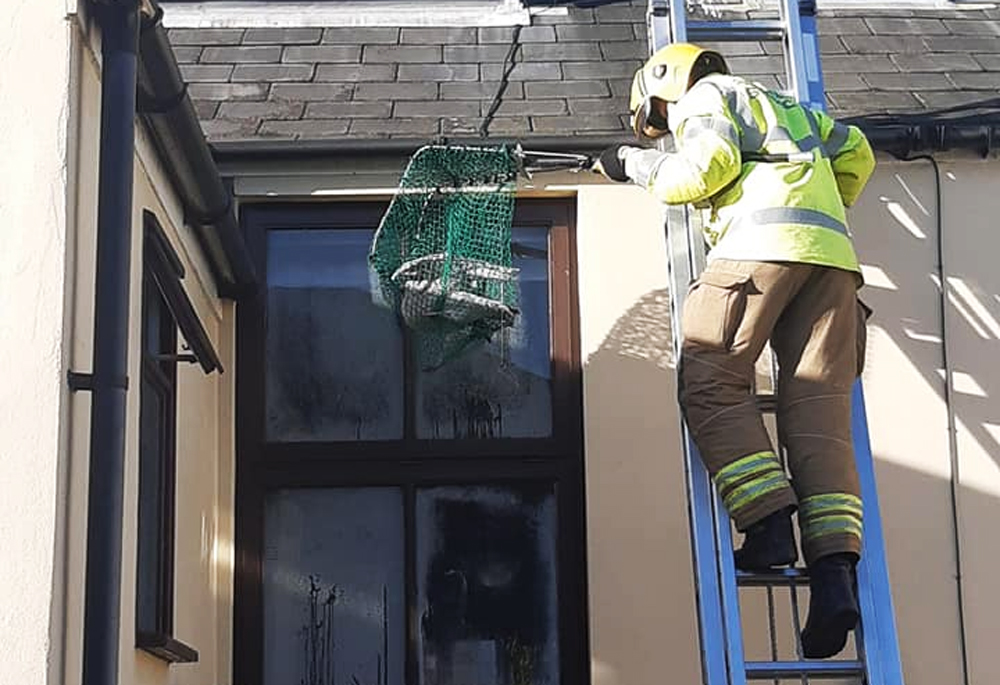 HERRING GULL RESCUED FROM ROOF IN COWES