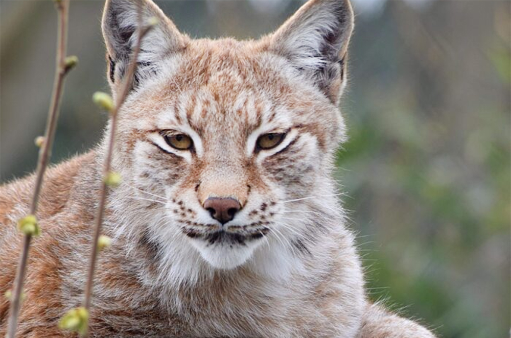 LYNX ESCAPES ENCLOSURE BUT COUNCIL SAYS ZOO IS ‘COMPLIANT’