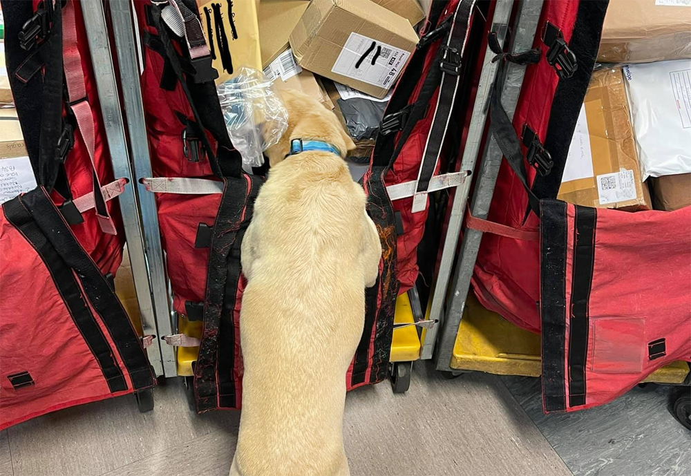 POLICE DOG ON THE SNIFF FOR SUSPICIOUS PARCELS AT ROYAL MAIL DEPOT