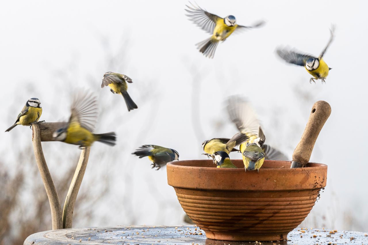ISLAND HOUSEBUILDERS ENCOURAGE LOCALS TO GIVE BIRDS SPECIALIST ‘TWEETMENT’ THIS LOCKDOWN