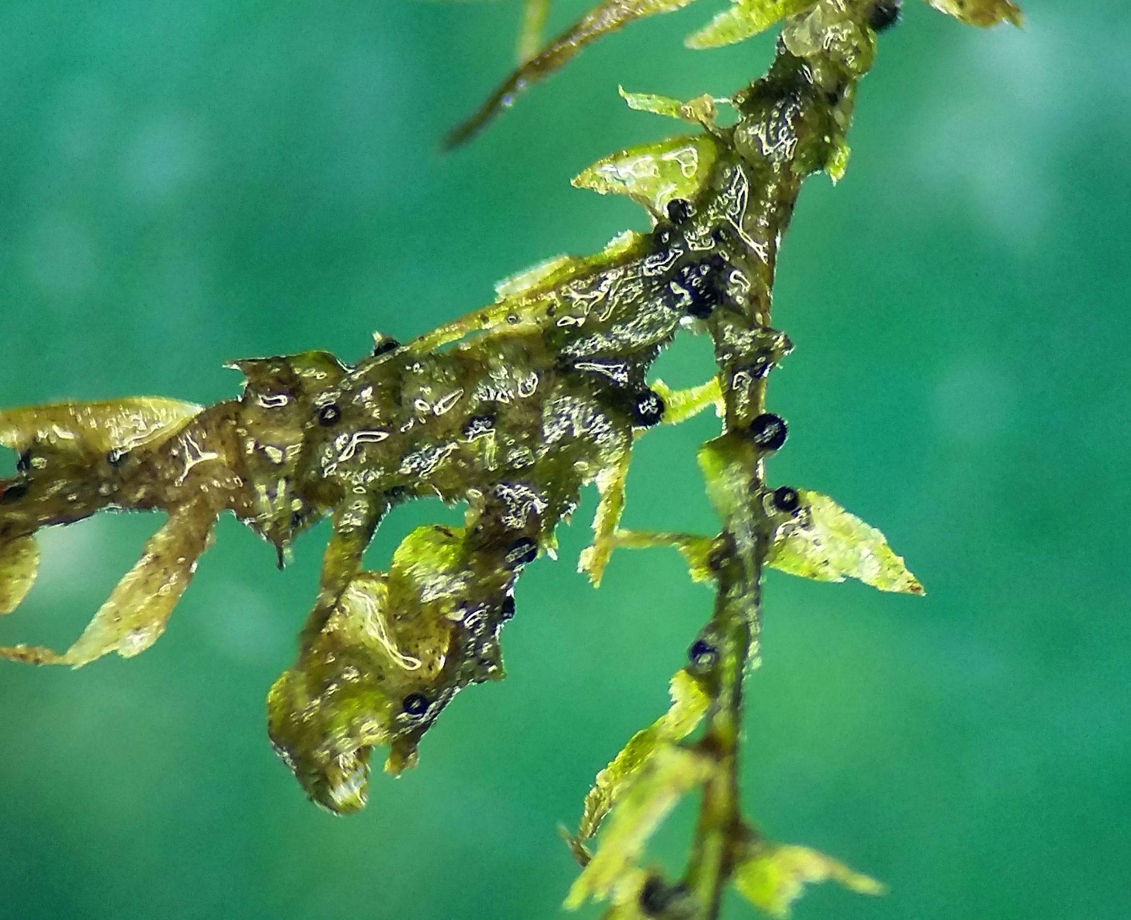 ISLAND NATURALIST HONOURED WITH NAMING NEW SPECIES OF FUNGUS