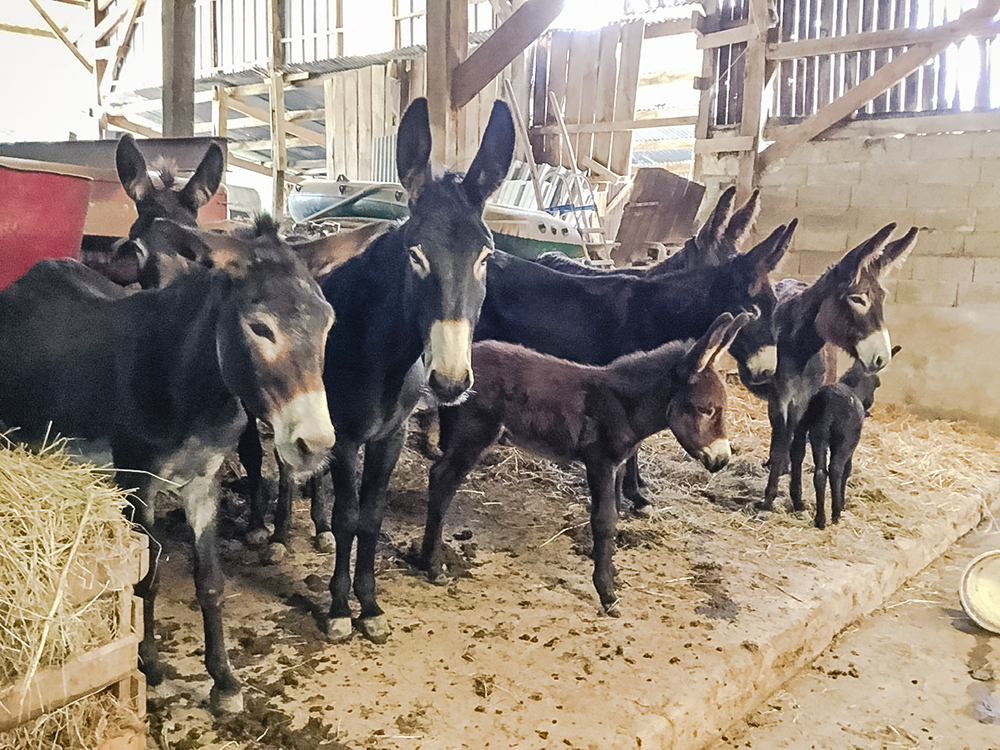 BREXIT BUSTING DONKEYS ON THEIR WAY FOR A NEW LIFE ON THE ISLE OF WIGHT