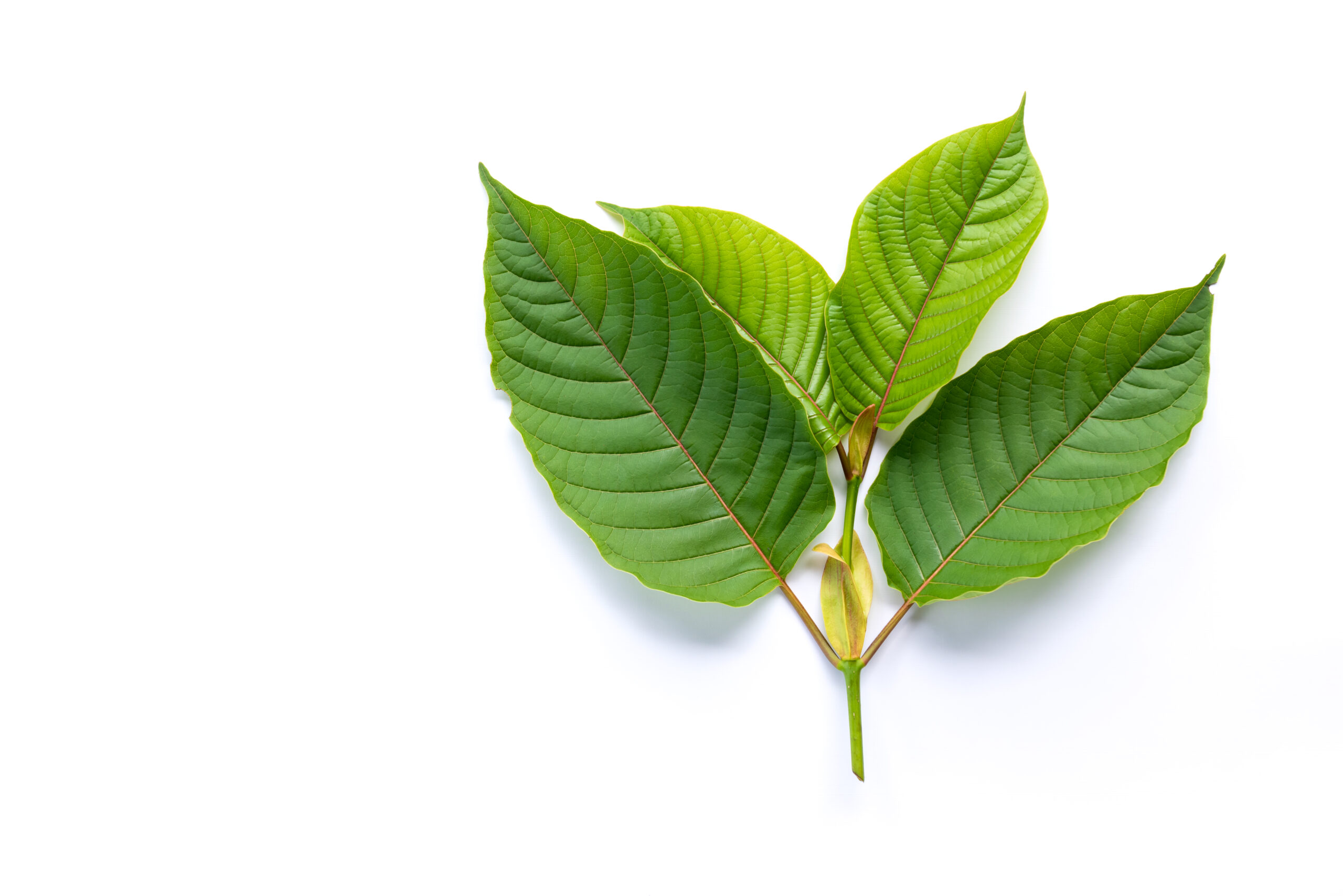 KRATOM FACTS: ALL YOU NEED TO KNOW