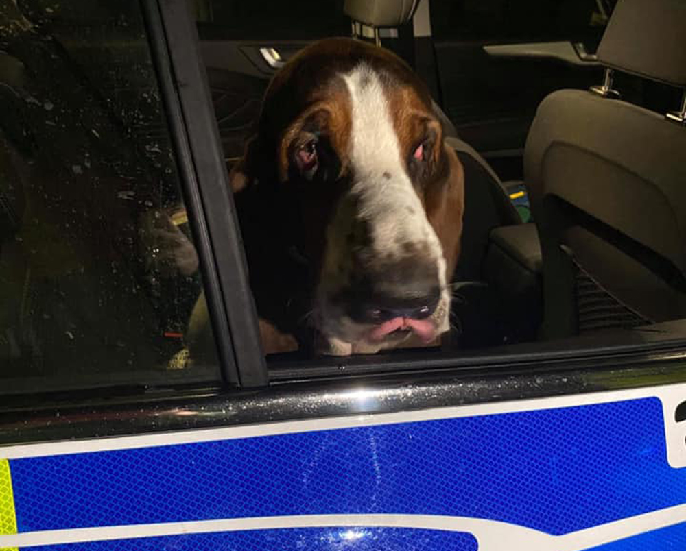 SCOOBY DOO, WHERE ARE YOU!? POLICE REUNITE WOOTTON HOUND WITH HIS OWNER