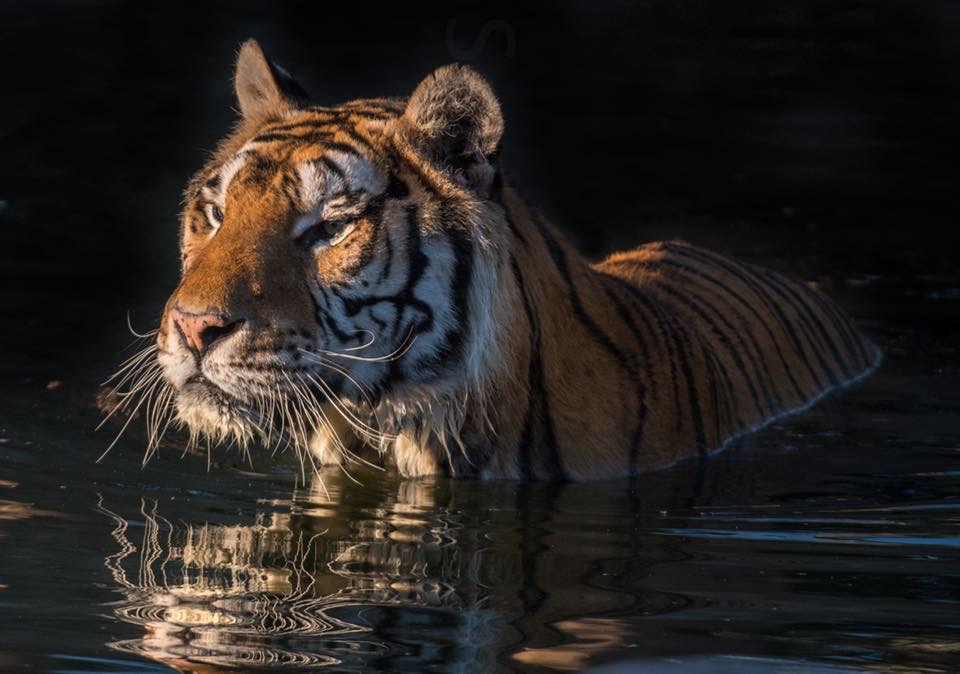ISLE OF WIGHT ZOO ANNOUNCE DEATH OF MUCH-LOVED MONDO