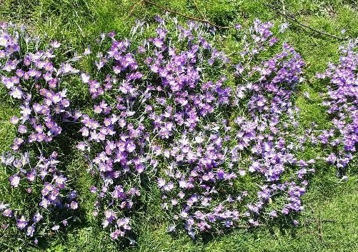 SPRING HAS SPRUNG! CROCUSES WELCOME VISITORS TO NEWPORT’S VICTORIA REC
