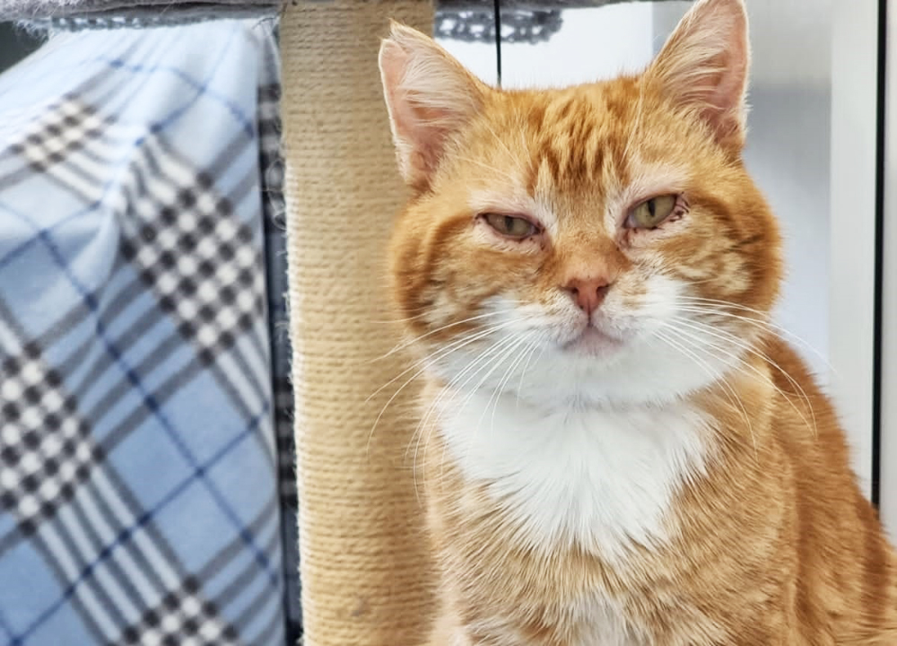 TRIO OF PAW-LY CATS LOOKING FOR THEIR PURR-FECT NEW HOMES