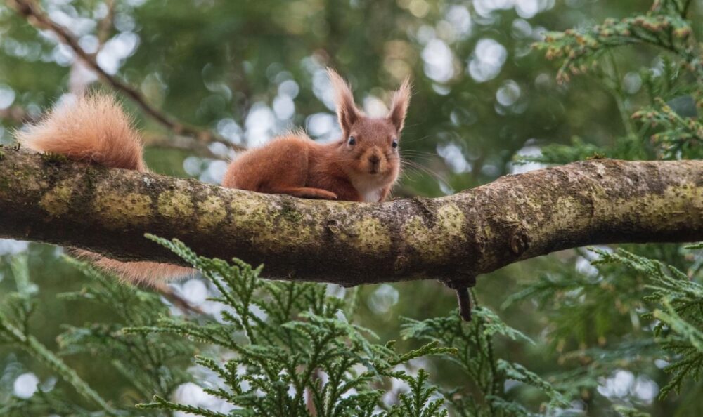 Red Squirrel Cowes (terry Boulton)