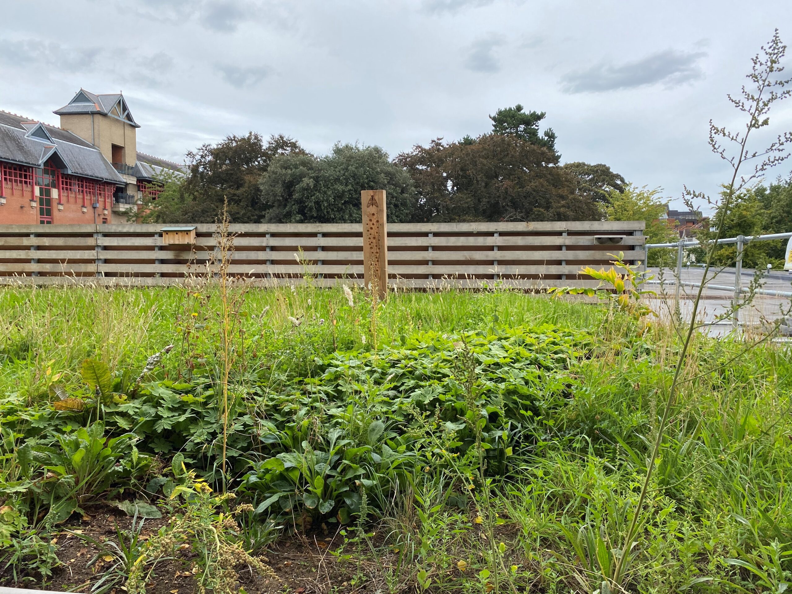 ISLAND ORGANISATION HELPS CITY RESIDENTS DISCOVER NATURE IN NEW ONLINE PROJECT