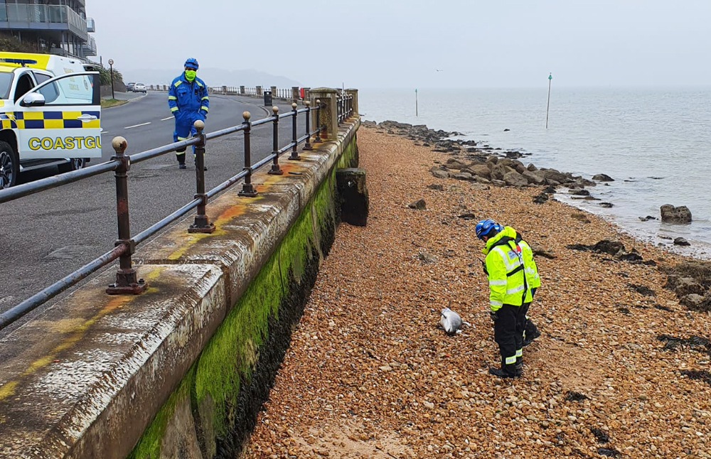 DEAD PORPOISE AT GURNARD INVESTIGATED BY COASTGUARD OFFICERS