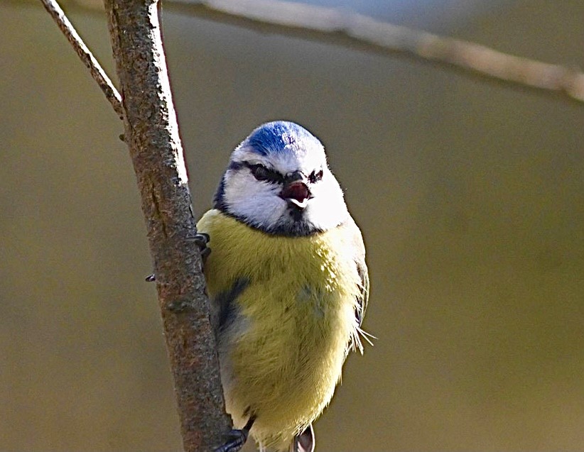 Blue Tit Singing Alvestone ~ Photo Credit Jane Grewcock