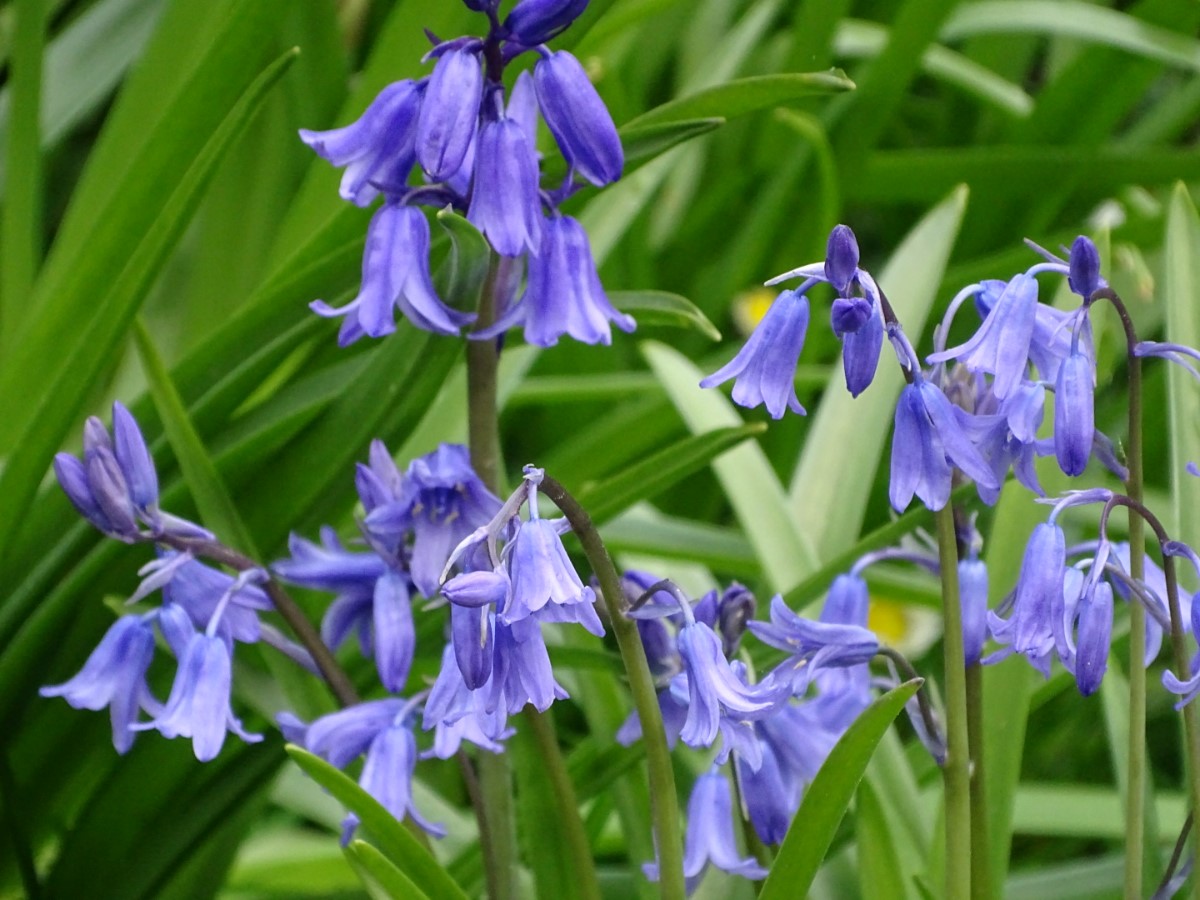 Bluebells ~ Photo Credit Jane Holland