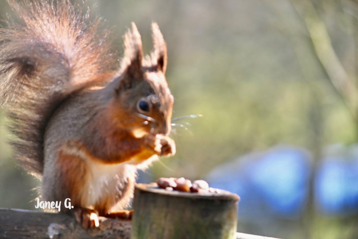 Breakfast Time Alvestone ~ Photo Credit Jane Grewcock