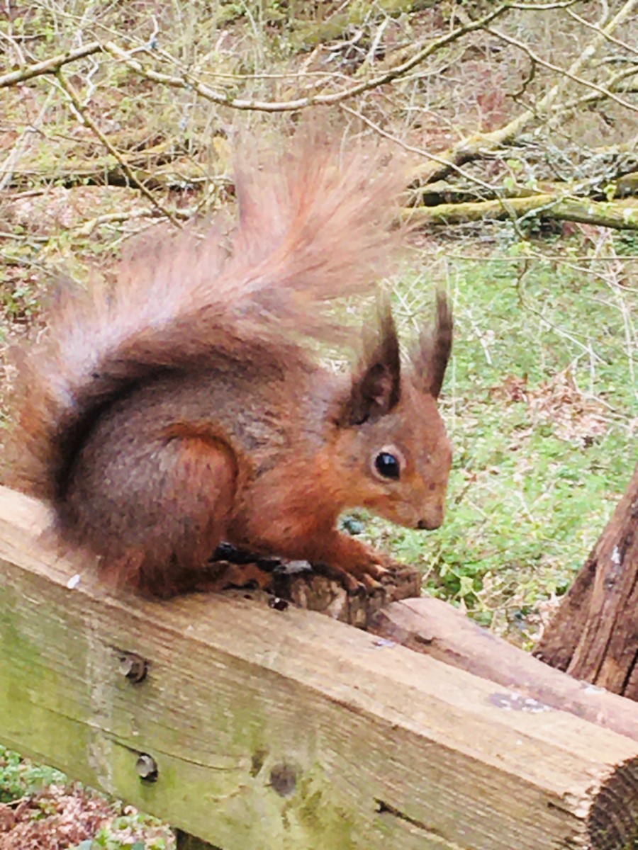 Bright Eyed And Bushy Tailed! Alverstone ~ Photo Credit Helen Watson