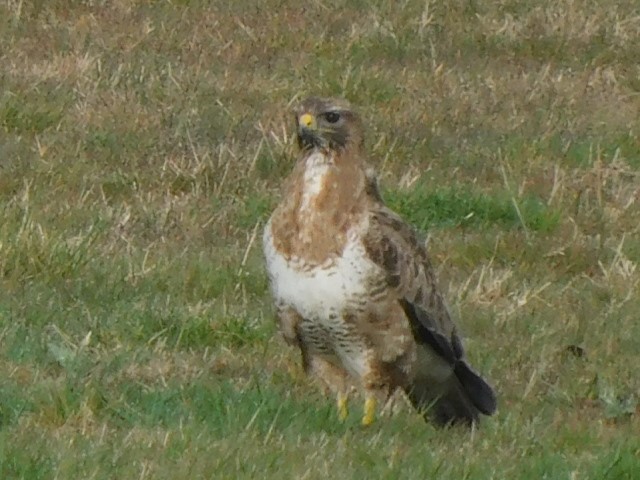 Buzzard Newport ~ Photo Credit Andrew Richardson