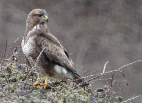 Buzzard ~ Photo Credit Jane Holland