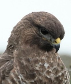 Buzzard ~ Photo Credit Jane Holland 2
