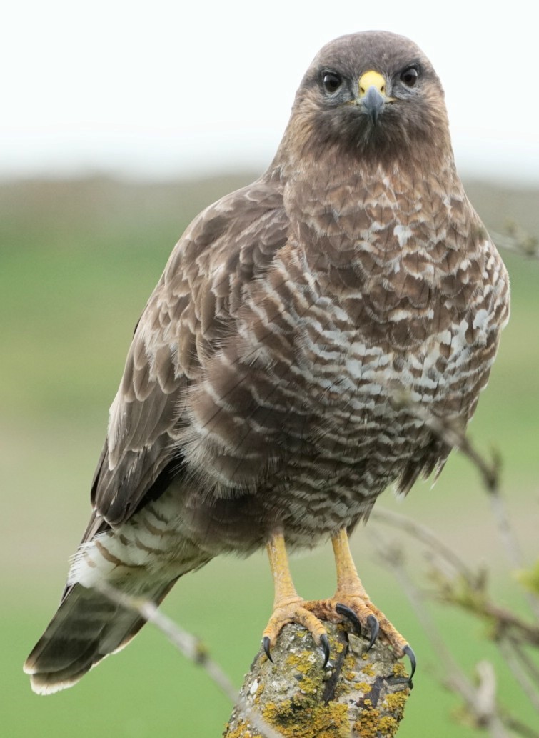 Buzzard ~ Photo Credit Jane Holland