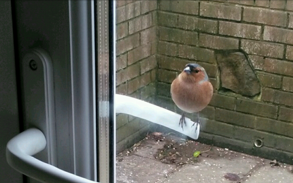 Can I Come In ~ Photo Credit Kim In Totland