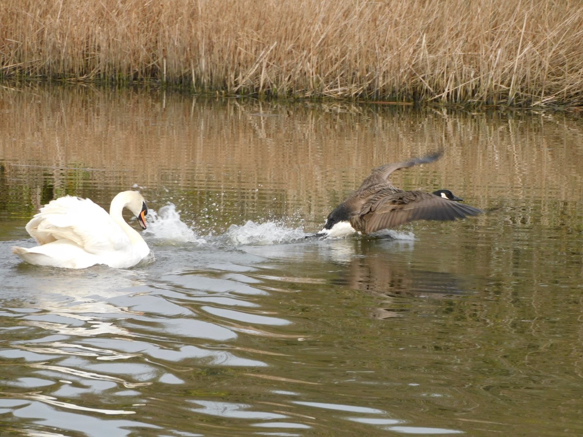 Catch Me If You Can Newport ~ Photo Credit Andrew Richardson