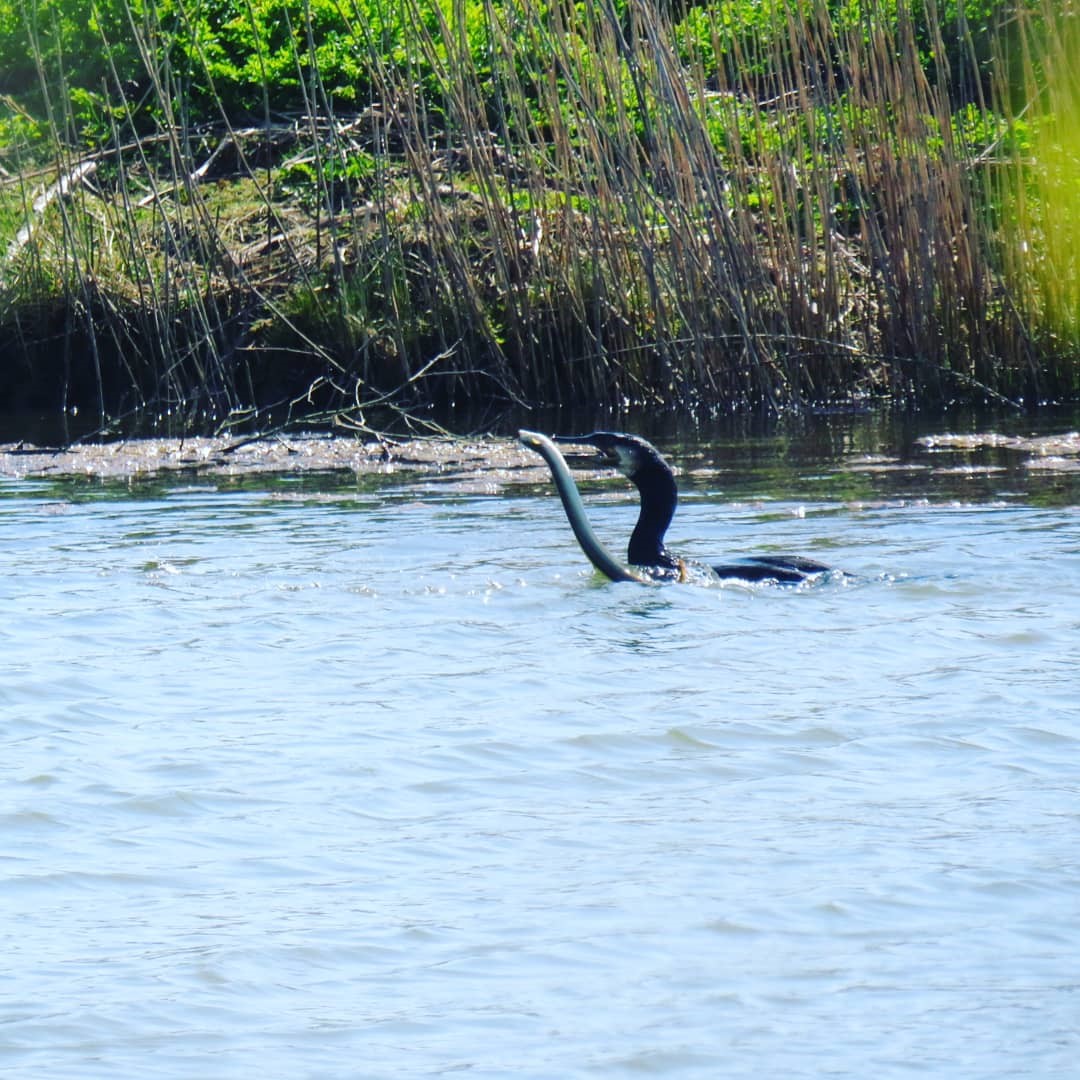 Cormorant Catching An Eel Seaview Nature Reserve ~ Photo Credit Joanne Barrett 2