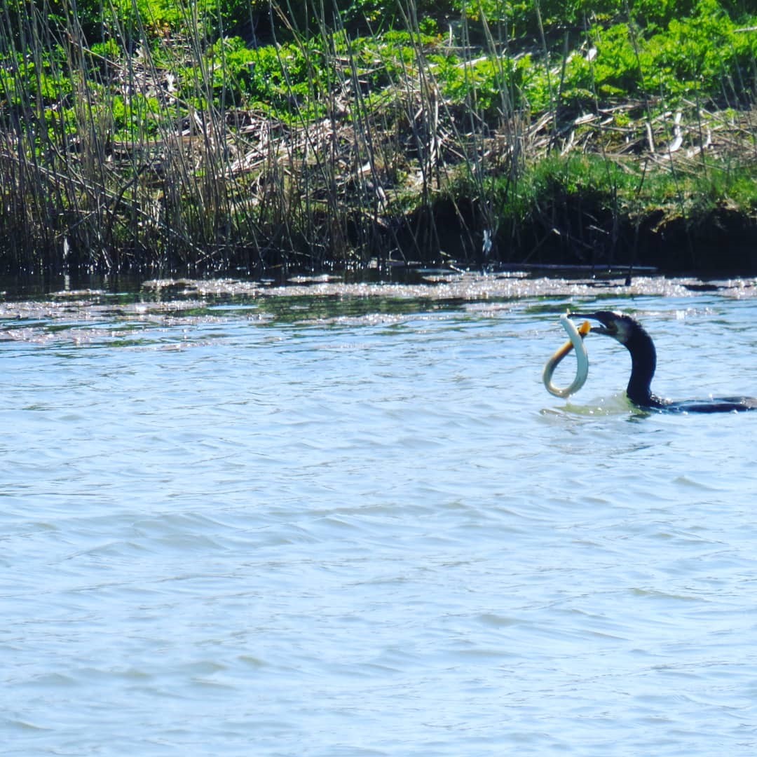 Cormorant Catching An Eel Seaview Nature Reserve ~ Photo Credit Joanne Barrett