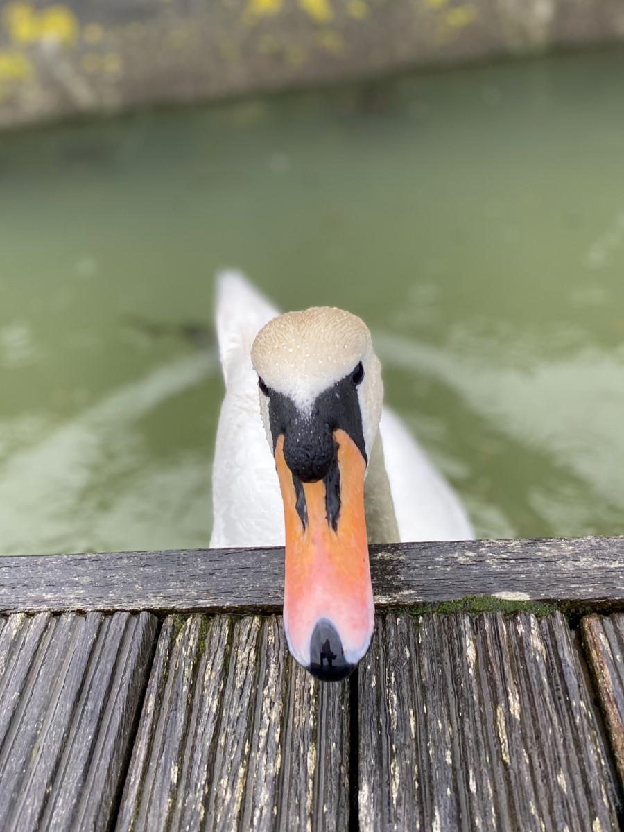 Curious Swan Ryde Harbour ~ Photo Credit Tony Overbury
