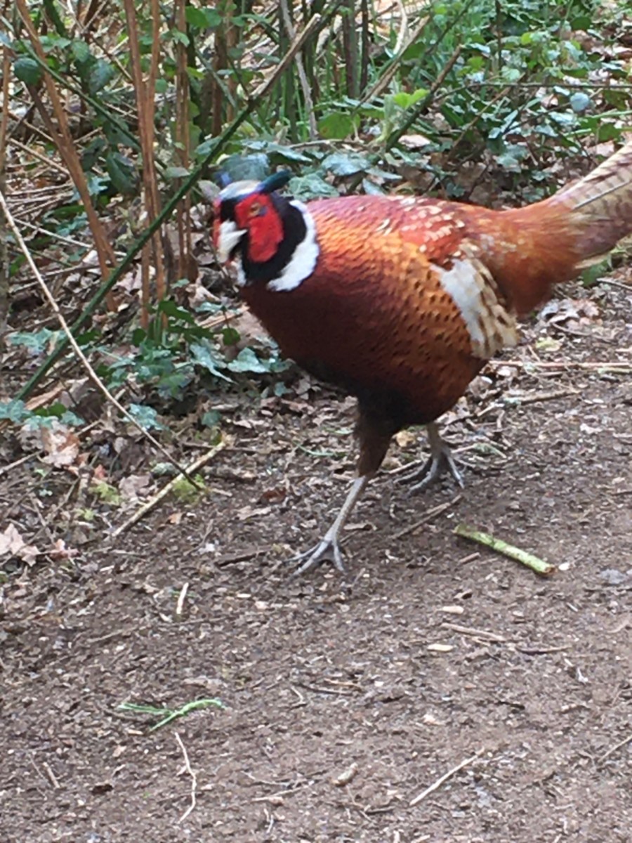 Curious Pheasant! Alverstone ~ Photo Credit Helen Watson