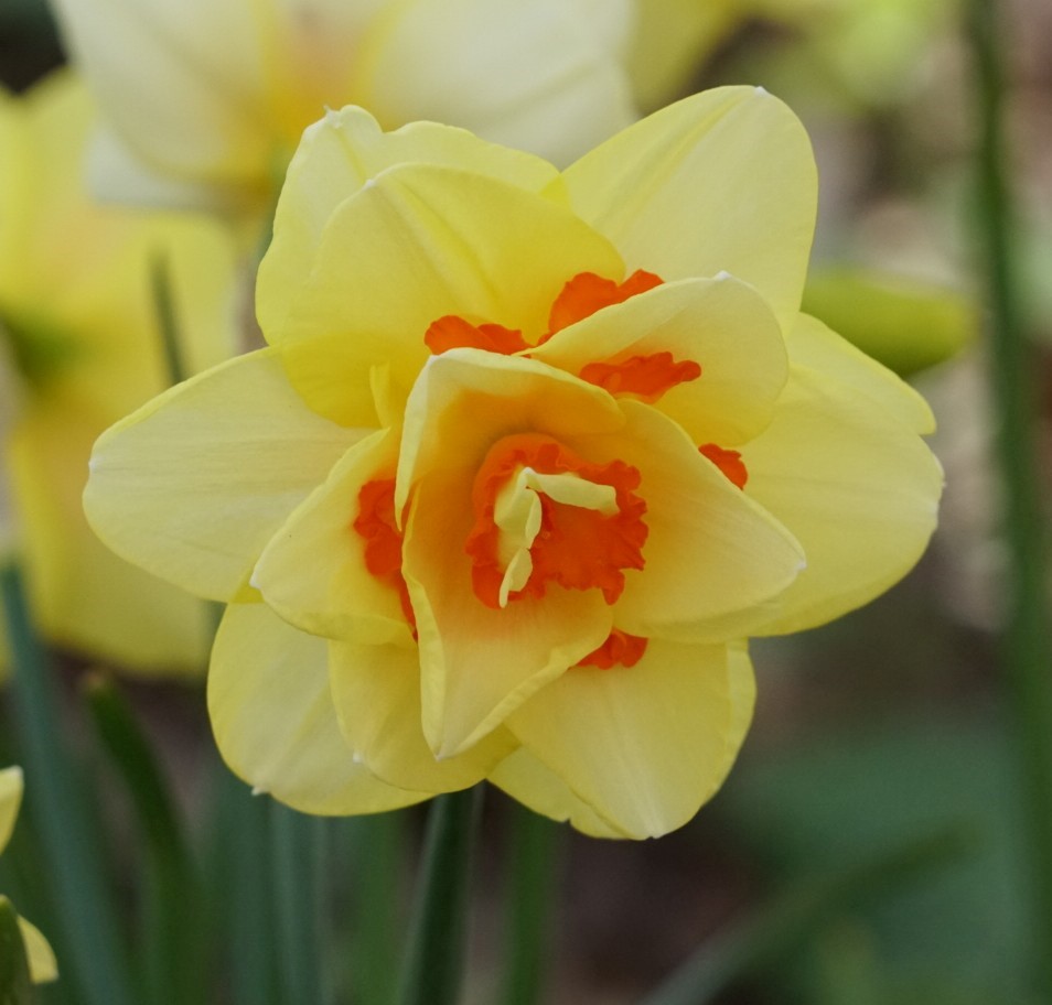 Daffodils ~ Photo Credit Jane Holland