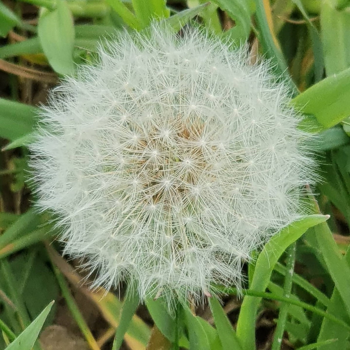 Dandilion~ Photo Credit Linda Scott