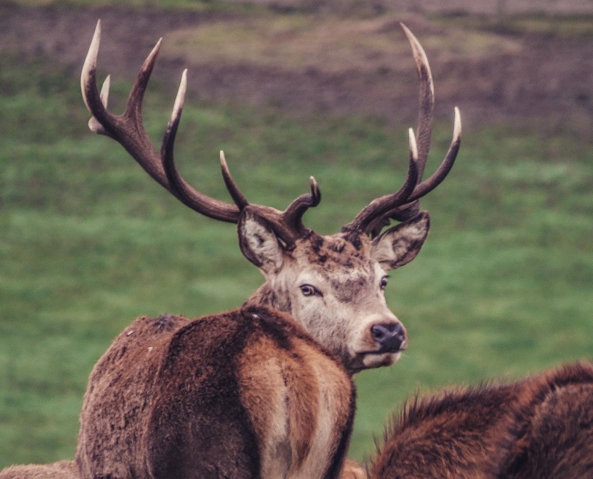 Deer Carisbrooke ~ Photo Credit Nath Thorley