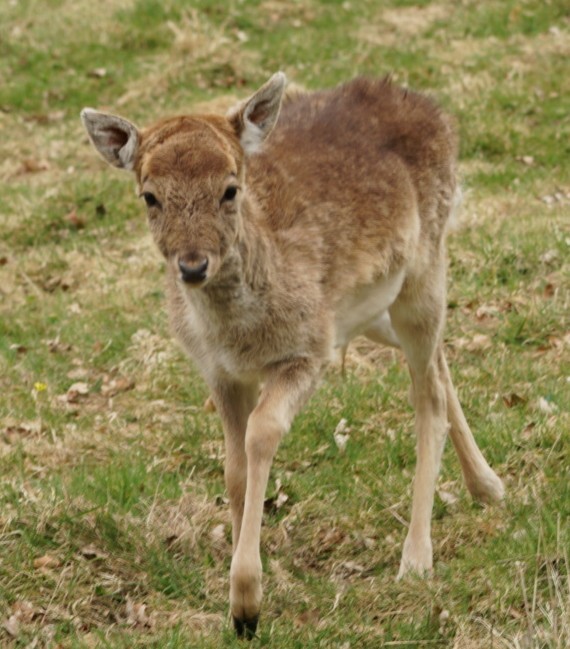 Deer ~ Photo Credit Jane Holland
