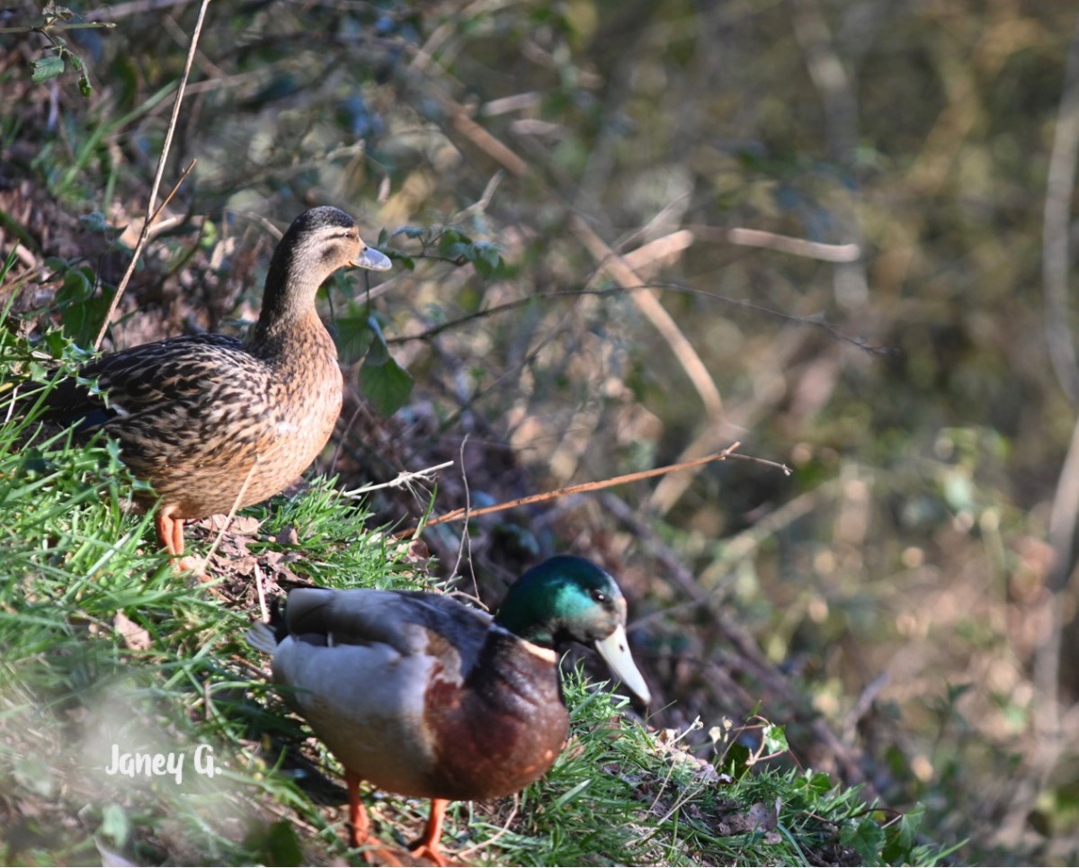 Duck Stop Alvestone ~ Photo Credit Jane Grewcock