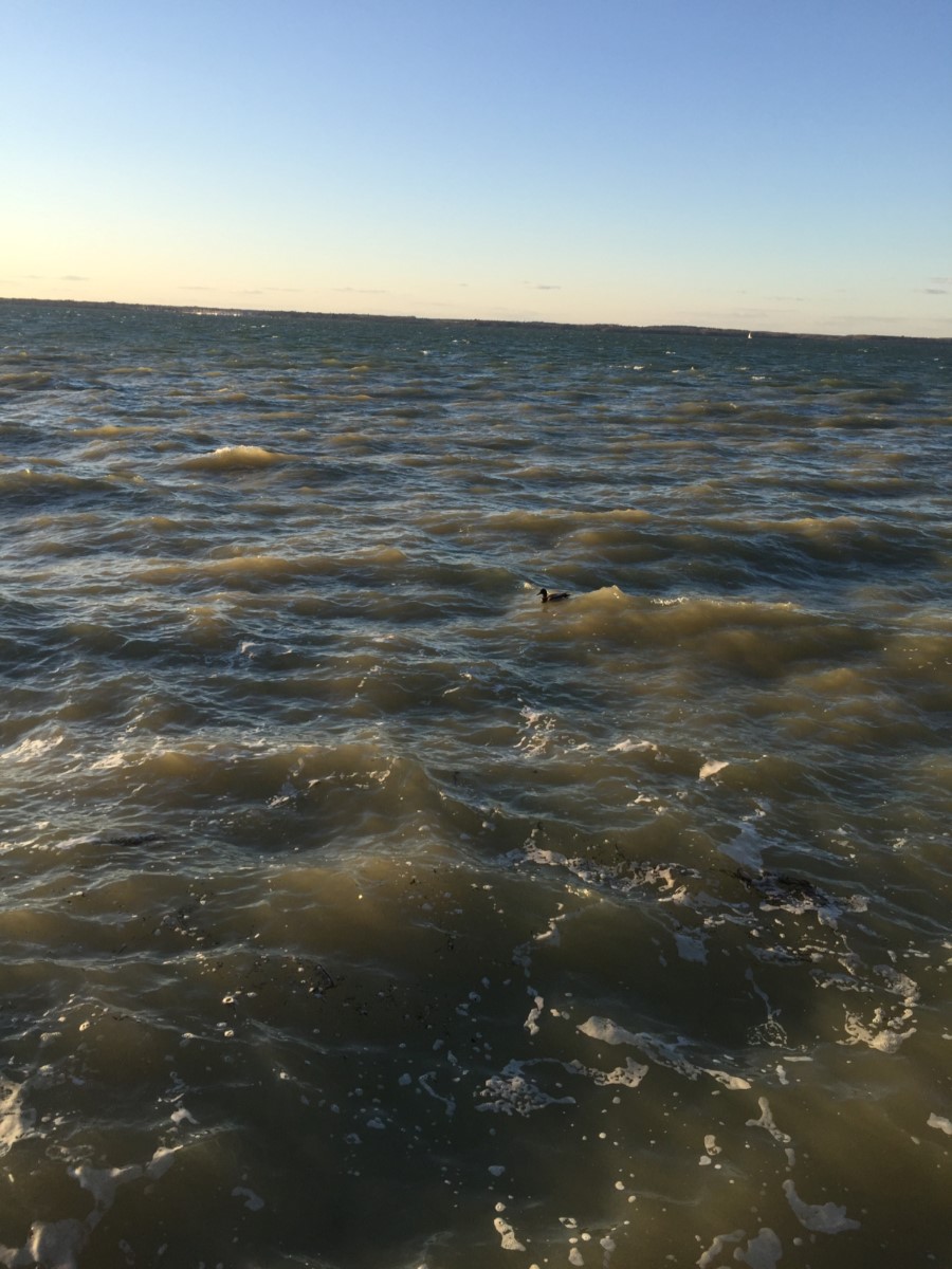 Duck On The Crest Of A Choppy Wave Yarmouth ~ Photo Credit Yjc