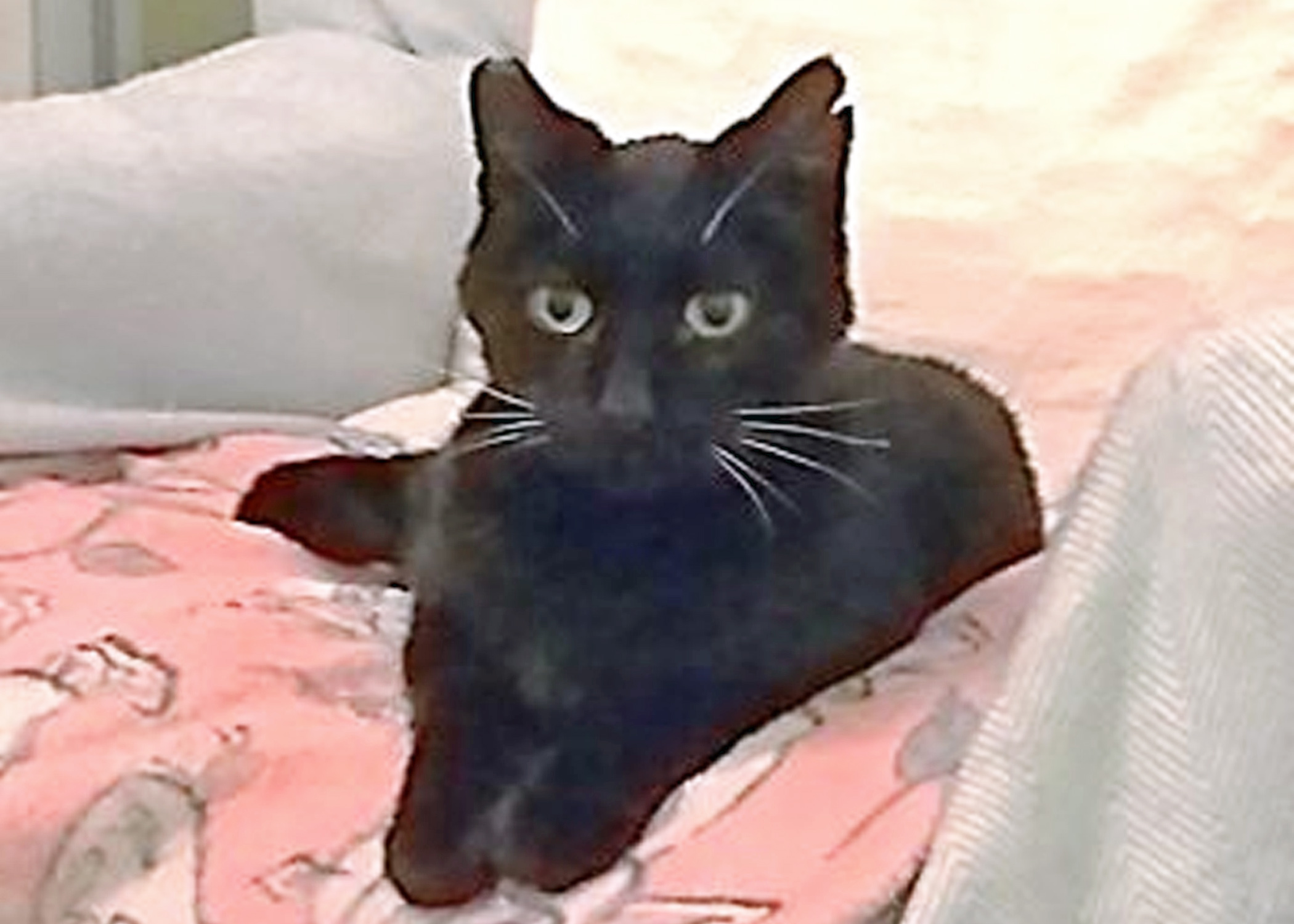 CATS PROTECTION APPEAL FOR HELP IN REHOMING FORLORN FELIX
