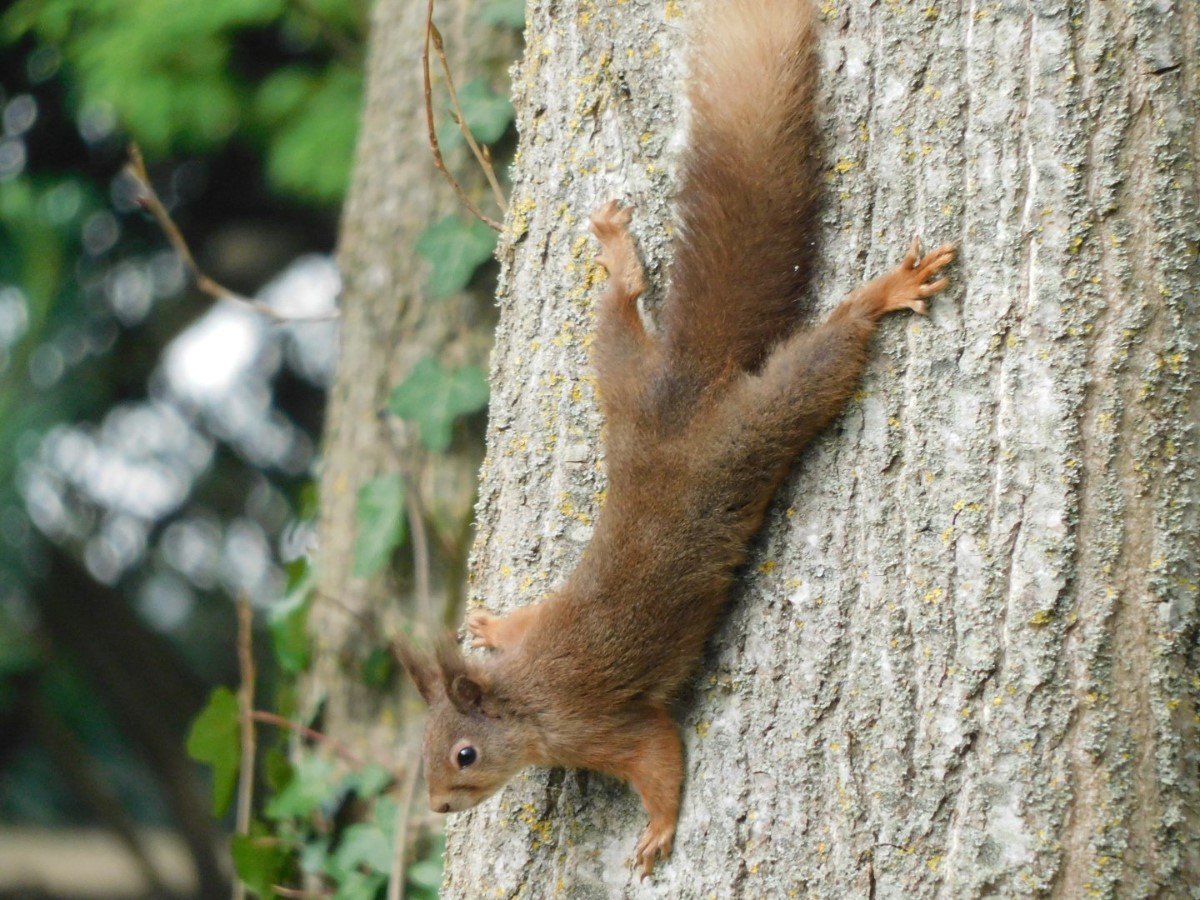 Flat Squirrel Newport ~ Photo Credit Andrew Richardson