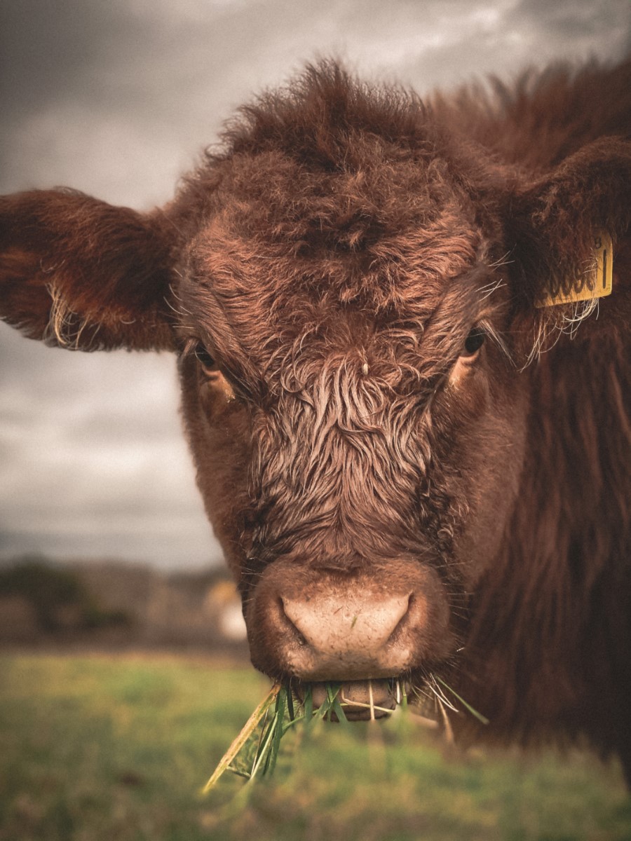 Freshwater Cow Freshwater ~ Photo Credit Jake Bontoft