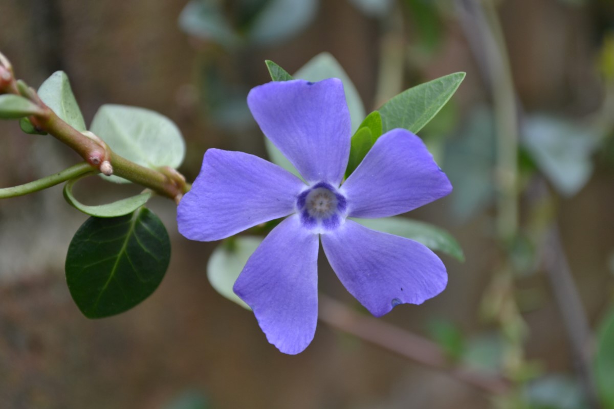 Garden Surprise Ryde ~ Photo Credit Tony Overbury