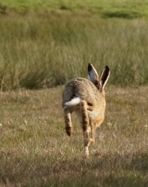 Hare ~ Photo Credit Jane Holland