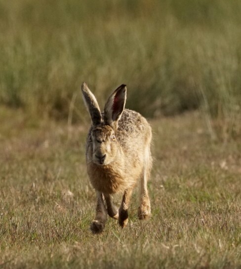 Hare ~ Photo Credit Jane Holland 2