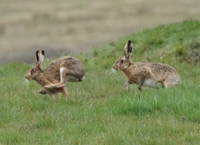 Hare's ~ Photo Credit Jane Holland
