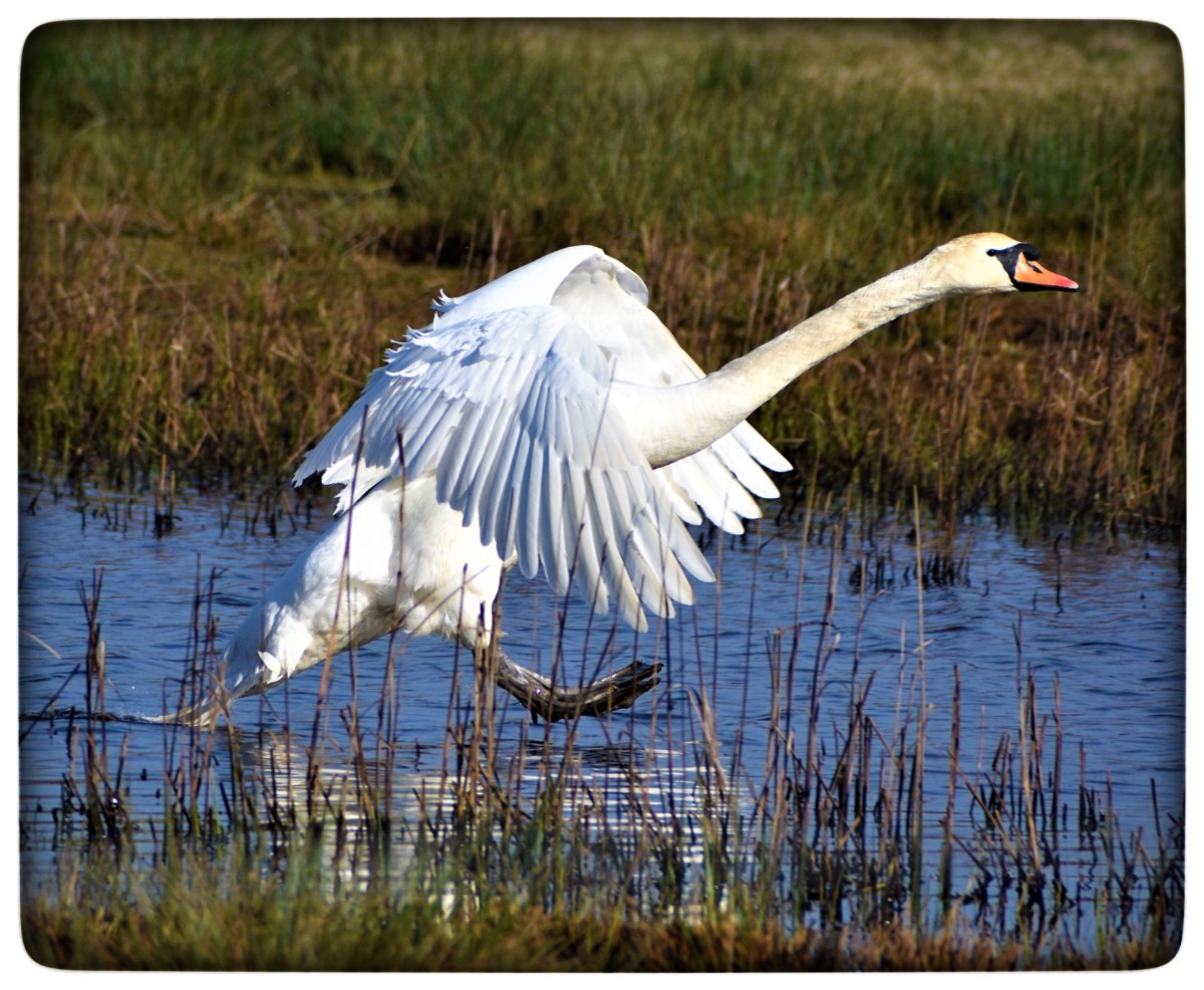 Hit The Brakes, Brading Marsh ~ Photo Credit Clare Jacobs